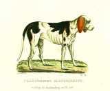 T. Götz: Hunde-Gallerie oder naturgetreue Darstellung des Hundes.  1838