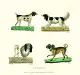 T. Götz: Hunde-Gallerie oder naturgetreue Darstellung des Hundes.  1838