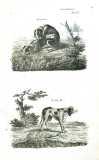 J.M. Jeitter: Jagdkatechismus. Abbildungen der jagdbaren Thiere, Jagdhunde ... 1829