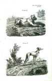 J.M. Jeitter: Jagdkatechismus. Abbildungen der jagdbaren Thiere, Jagdhunde ... 1829