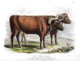 D. Low:  The breeds of the domestic animals of the British Islands.  1842