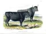 D. Low:  The breeds of the domestic animals of the British Islands.  1842