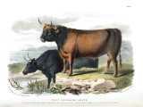 D. Low:  The breeds of the domestic animals of the British Islands.  1842