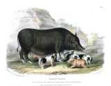 D. Low:  The breeds of the domestic animals of the British Islands.  1842