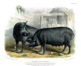 D. Low:  The breeds of the domestic animals of the British Islands.  1842