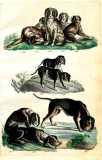 H.G.L. Reichenbach: Der Hund in seinen Haupt-und Neben-Racen ...  1836