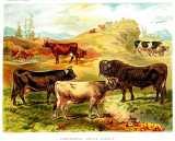 J.P. Sheldon:  Dairy farming ...  [1880]