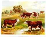 J.P. Sheldon:  Dairy farming ...  [1880]