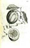 Hesperides sive de malorum aureorum cultura, 1646