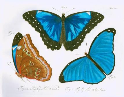 Sommerfugle (Lepidoptera)