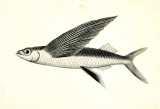 LDN1892 fig. 190: Flyvefisk