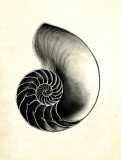 LDN1892 fig. 302: Nautilskal