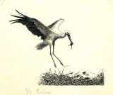 LN1903 fig. 54: Stork med unger