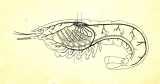 LZ1888 fig. 19: Karsystemet hos hummer