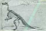 LZ1888 fig. 299: Iguanodon, en fugleagtig dinosaur