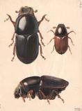 KVL tavle: Scolytus ratzeburgi - han & th - Scolytus intricatus