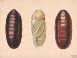 KVL tavle: tv -  Musca domestica puparium, th - Stomaxys calcitrames puparium