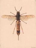 KVL tavle: Tremex fuscocornis