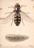 KVL tavle: Syrphus arcuatus - imago & larve