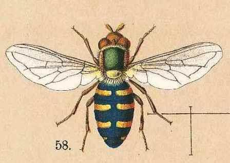 H. M. Schmidt-Göbel:  Die schädlichen und nützlichen Insecten in Forst, Feld und Garten. 1881