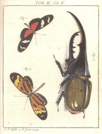 Insekter