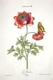 C.J. Trew: Hortus nitidissimis omnem per annum superbiens floribus sive amoenissimorum Florum Imagines ... / Der das ganze Jahr hindurch im schönsten Flor stehende Blumengarten oder Abbildungen der lieblichsten Blumen...  1768-86