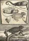 Description anatomique de divers animaux ...  1682