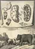 Description anatomique de divers animaux ...  1682