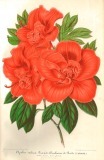 l'Illustration horticole. Revue mensuelle.  1865-91