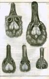 S. Collins: A systeme of anatomy ...  1685