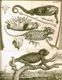 G. Blasius:  Anatome animalium ...  1681