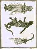 G. Blasius:  Anatome animalium ...  1681