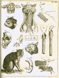 G. Blasius:  Anatome animalium ...  1681