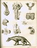 G. Blasius:  Anatome animalium ...  1681