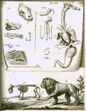 G. Blasius:  Anatome animalium ...  1681