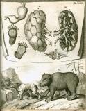 G. Blasius:  Anatome animalium ...  1681