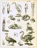 G. Blasius:  Anatome animalium ...  1681