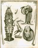 G. Blasius:  Anatome animalium ...  1681