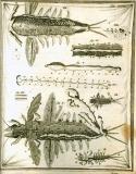 G. Blasius:  Anatome animalium ...  1681