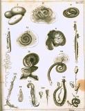 G. Blasius:  Anatome animalium ...  1681