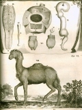 G. Blasius:  Anatome animalium ...  1681