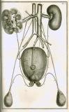 S. Collins: A systeme of anatomy ...  1685