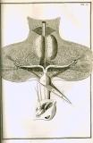 S. Collins: A systeme of anatomy ...  1685