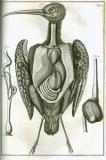 S. Collins: A systeme of anatomy ...  1685