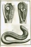 S. Collins: A systeme of anatomy ...  1685