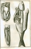 S. Collins: A systeme of anatomy ...  1685