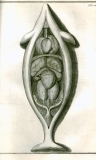 S. Collins: A systeme of anatomy ...  1685