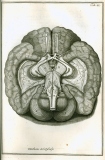 S. Collins: A systeme of anatomy ...  1685