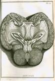 S. Collins: A systeme of anatomy ...  1685