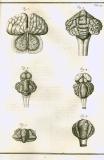 S. Collins: A systeme of anatomy ...  1685